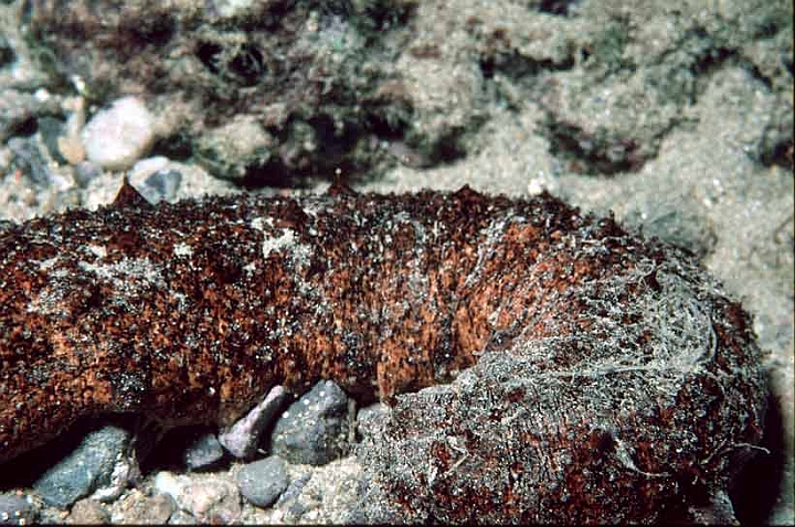04 Olothuria forskali.jpg